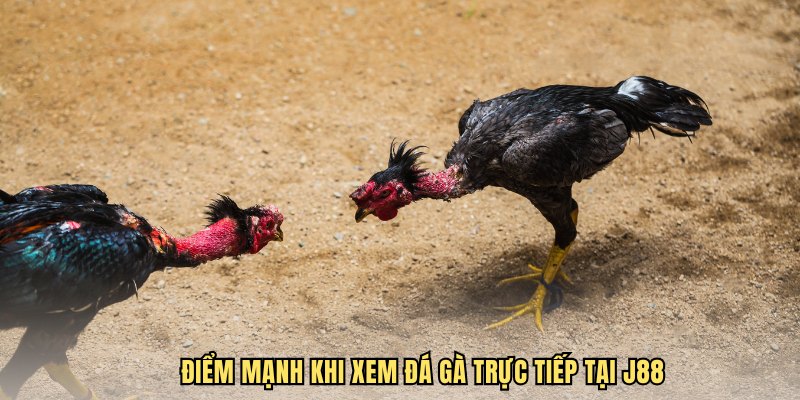 Điểm mạnh khi xem đá gà trực tiếp tại J88