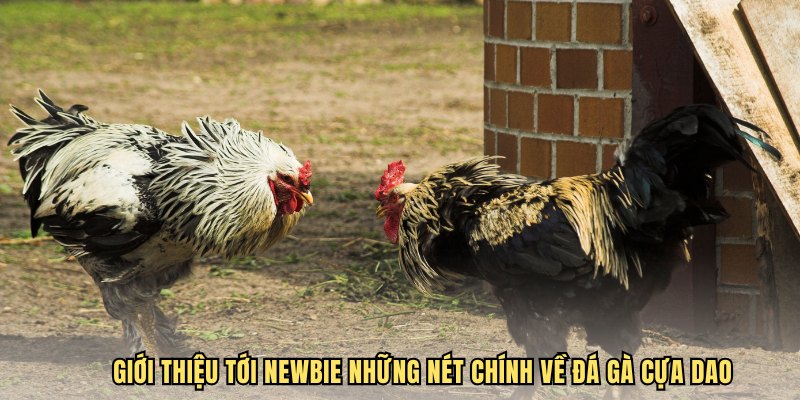 Giới thiệu tới Newbie những nét chính về đá gà cựa dao