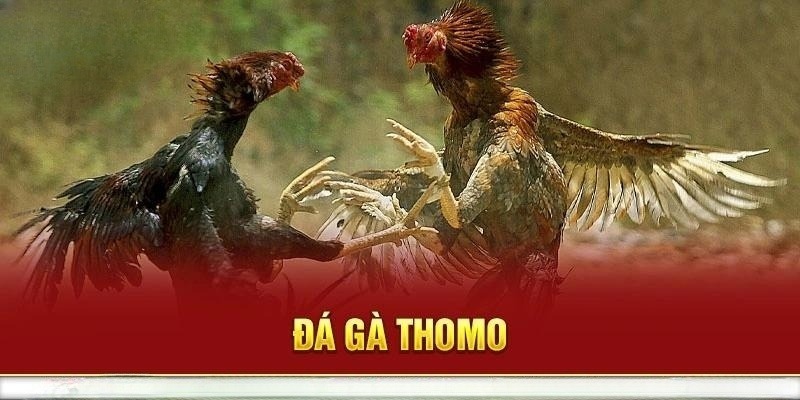 Thông tin chuẩn nhất về sản phẩm đá gà Thomo tại trang game