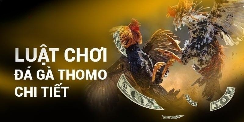 Tân thủ cần hiểu rõ luật đá gà Thomo trước khi cá cược đầu tư