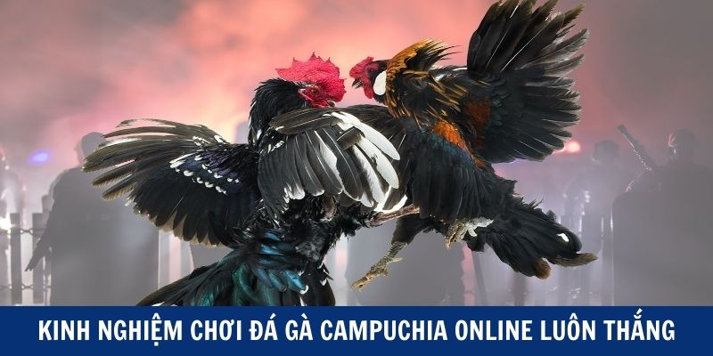 Kinh nghiệm tham gia đá gà online luôn thắng